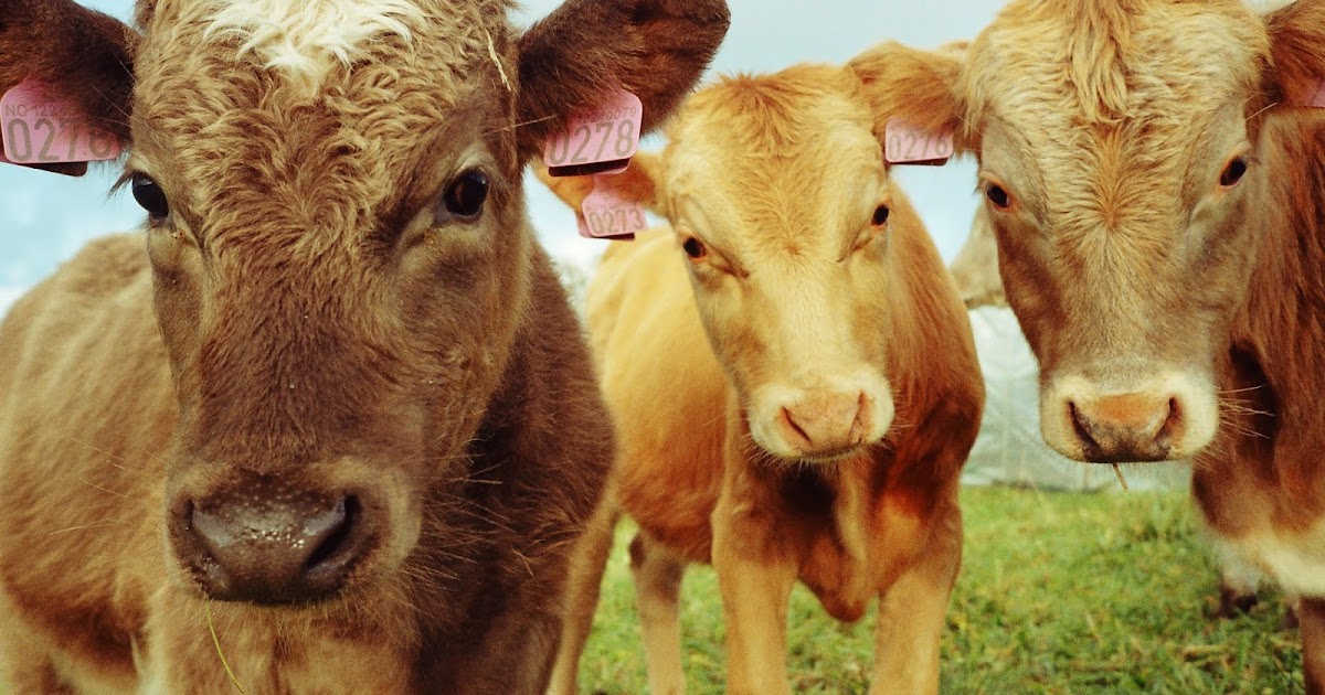 Top (Unintuitive) Tips about WWOOFing!