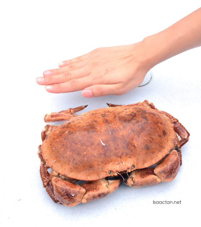 Now here's a rather large live crab, hand as reference