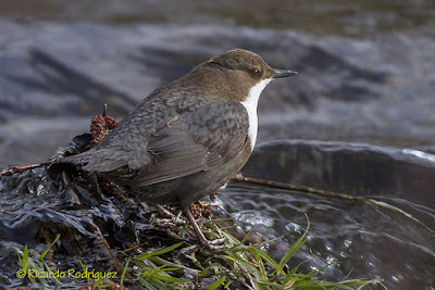 Mirlo acuático (Cinclus cinclus)