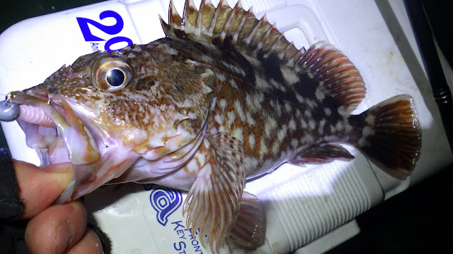 カサゴ 京浜 アジスタ 1.75g + アジリンガー カサゴ 京浜 アジスタ 1.75g + アジリンガー