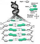 DNA MALAY