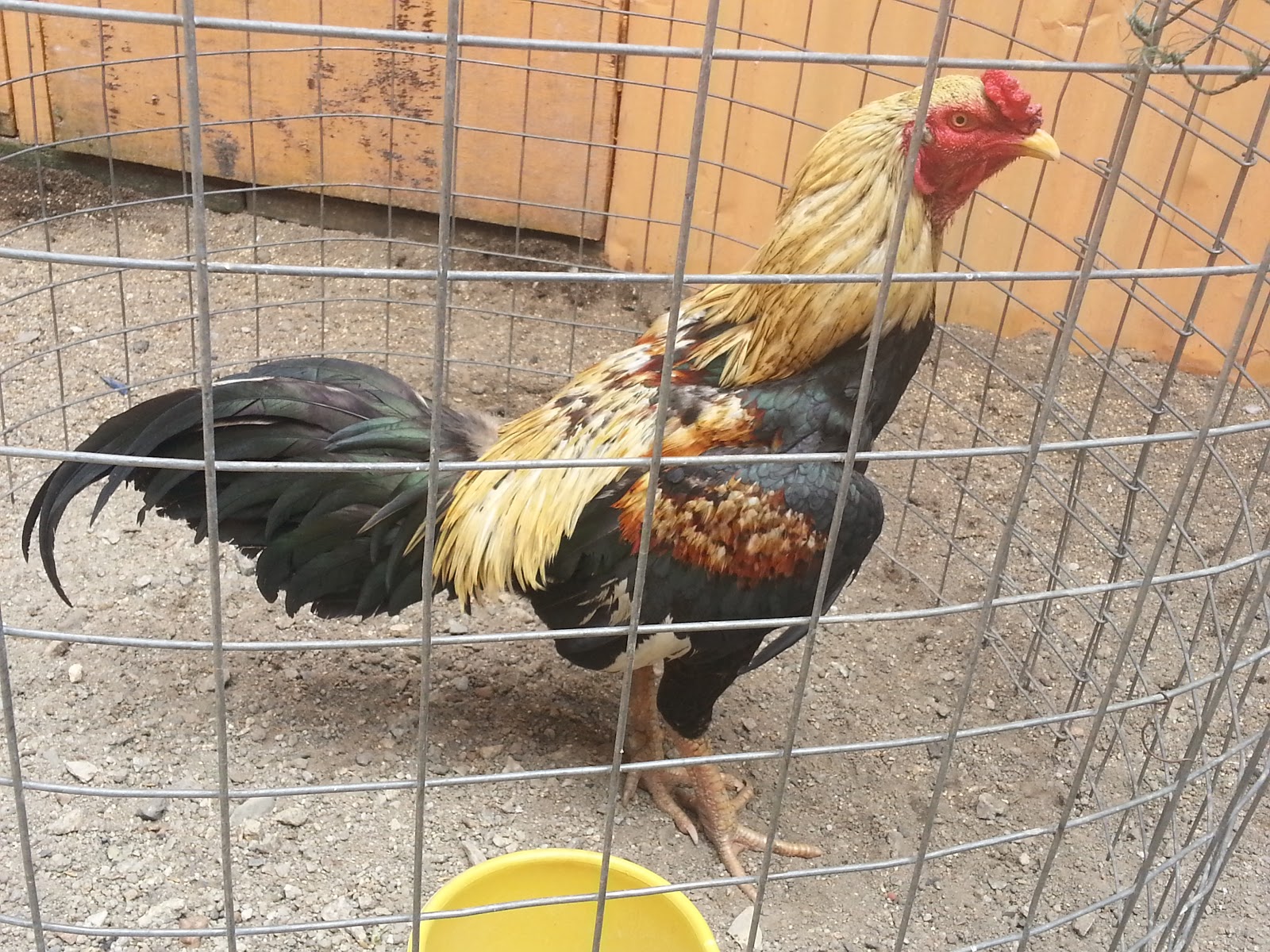 Galeri Jualan Ayam  JF Lelong Ayam  Import 