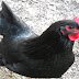 English Poultry Breeds