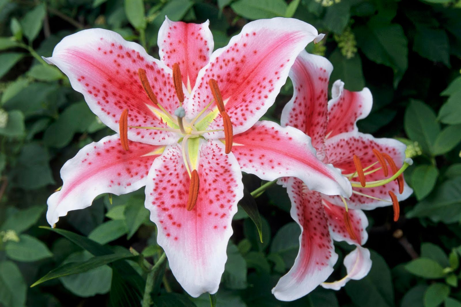 Lilies cool wallpapers, beautiful lilies flowers