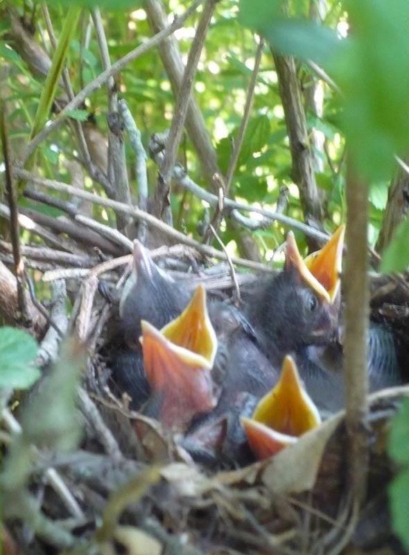 The Enchanted Tree: Brown Thrashers.