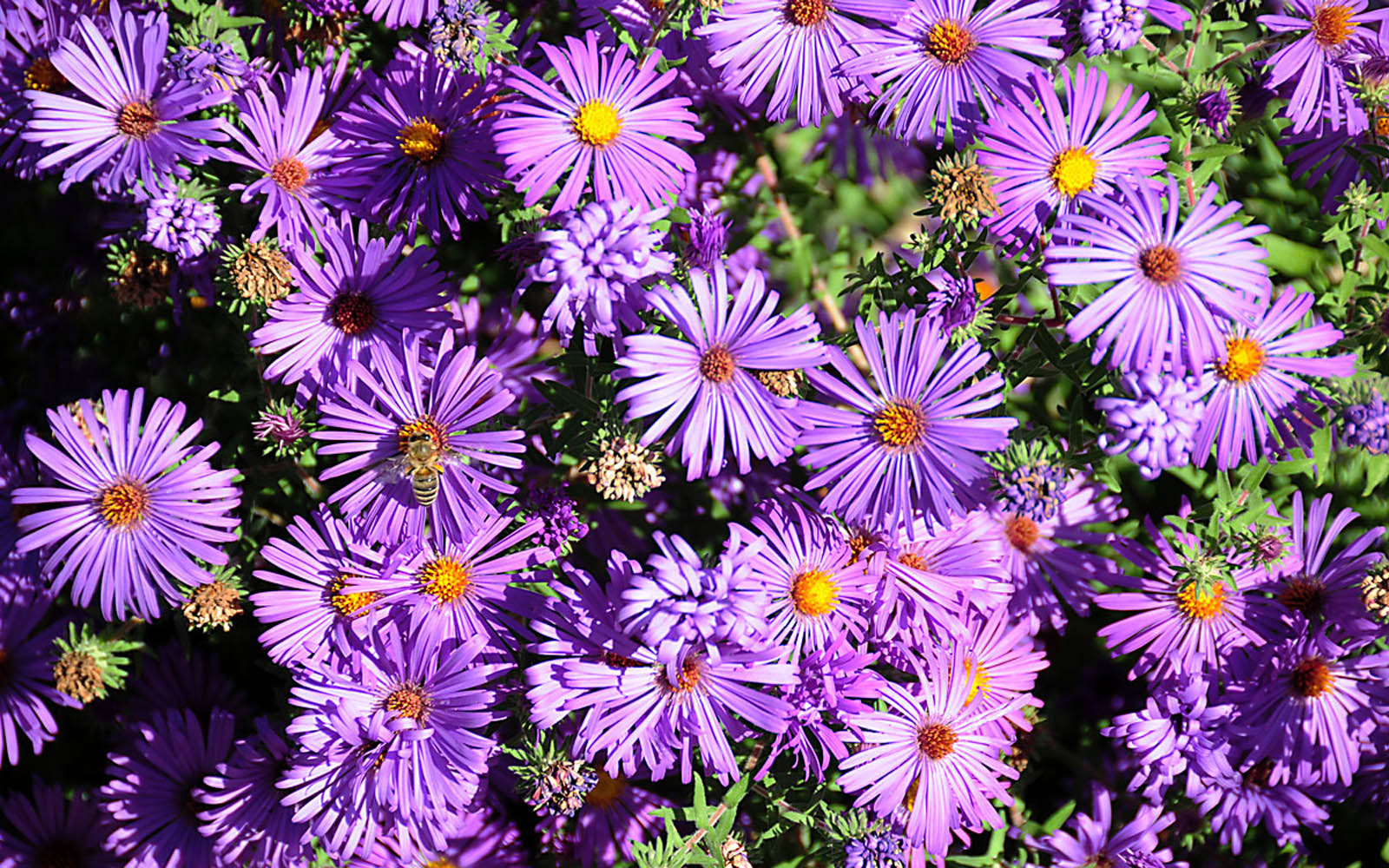 Aster Flowers