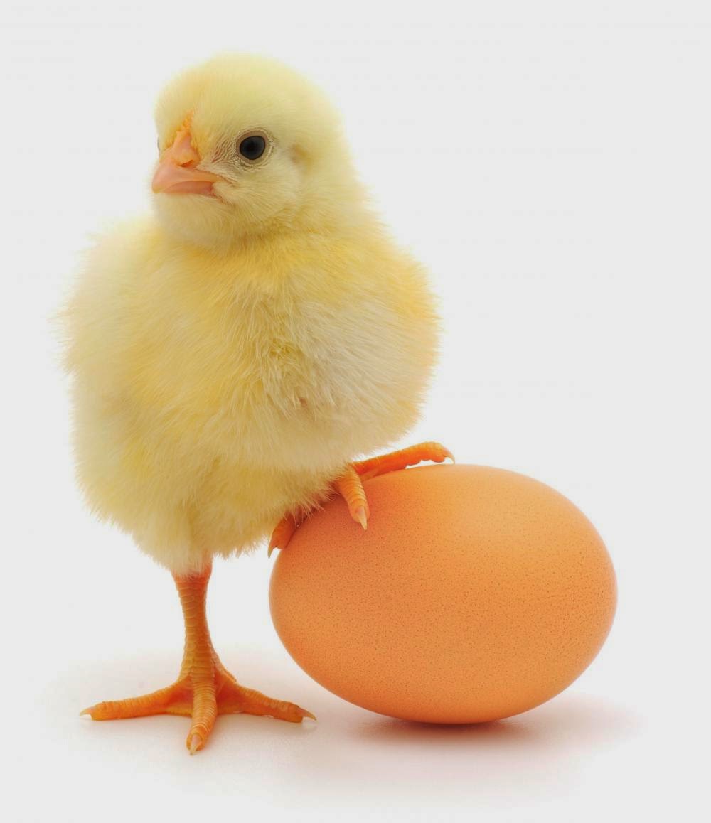 Rüyada Yumurta Görmek Rüyada Yumurta Görmek