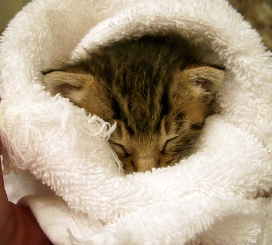 Cute little kitty.