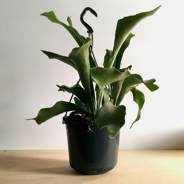 Staghorn Fern
