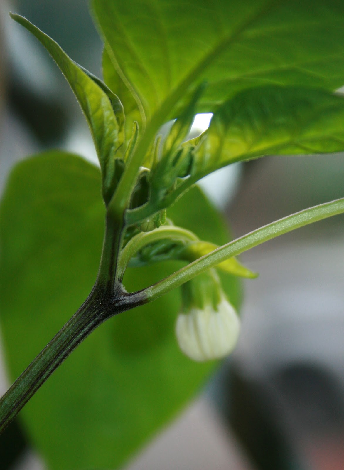 The PartTime Homesteader Different stages of the Chilli fruiting