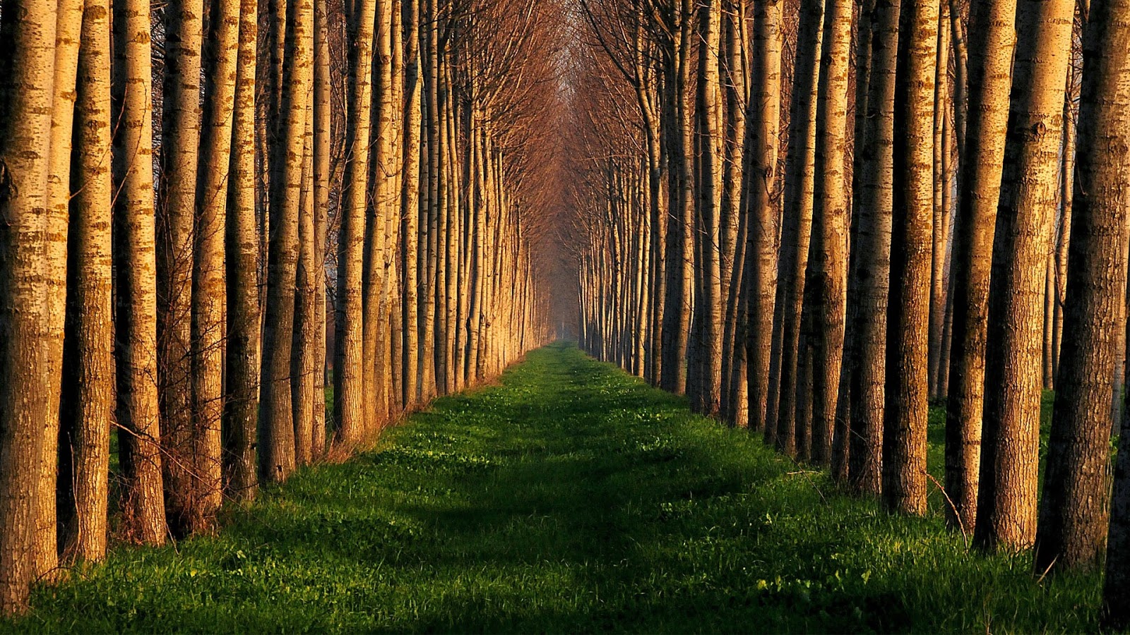 forest hd earth blog