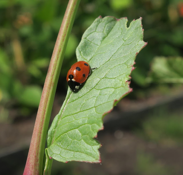 Seven spotted ladybird (probably) on radish leaf. Coccinella septempunctata Seven spotted ladybird (probably) on radish leaf. Coccinella septempunctata