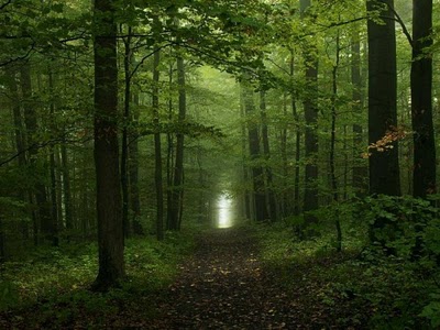 Free wallpapers: nature beauty forest
