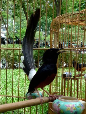 Thông tin về giống chim Chim chích chòe lửa – Chim Cảnh Việt