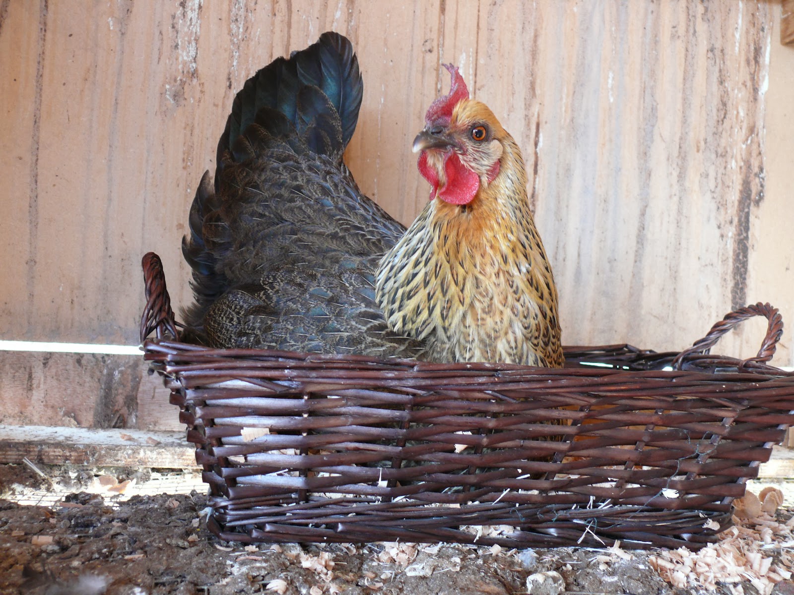 Incubator vs. broody hens our experience Domestic Felicity Bloglovin’