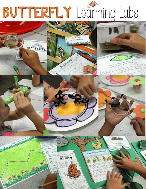 Butterfly science activities~Hands-on learning labs