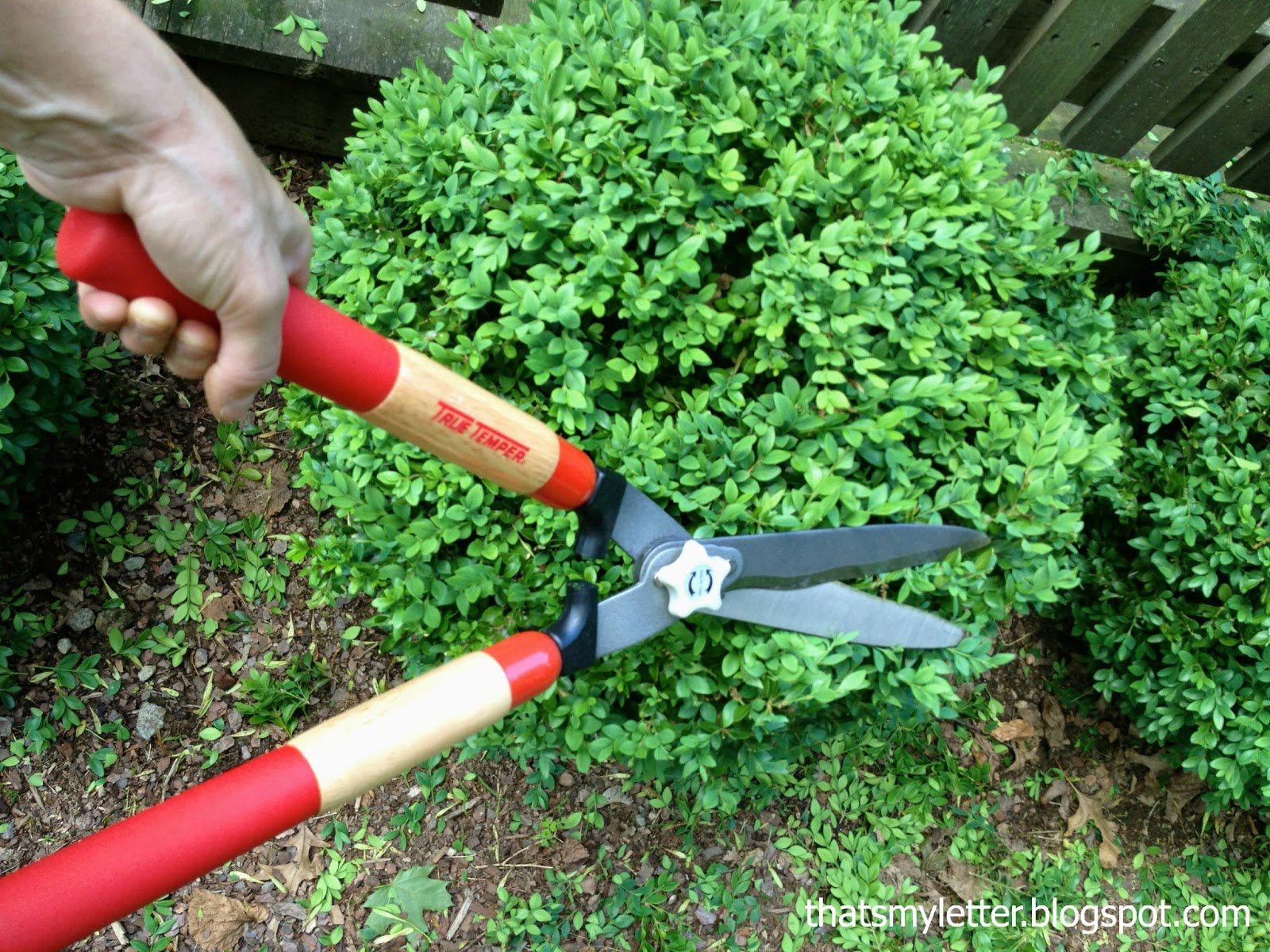 "H" is for Hedge Shears Jaime Costiglio