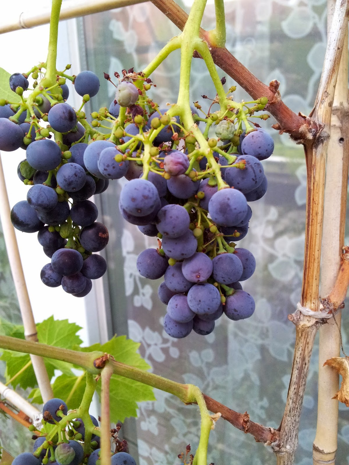 Balkonernte Ein Balkongärtner baut Gemüse auf dem Balkon an.