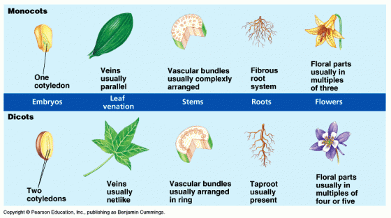 Klasifikasi Tumbuhan Vaskular, Nonvaskular, Monokotil dan Dikotil