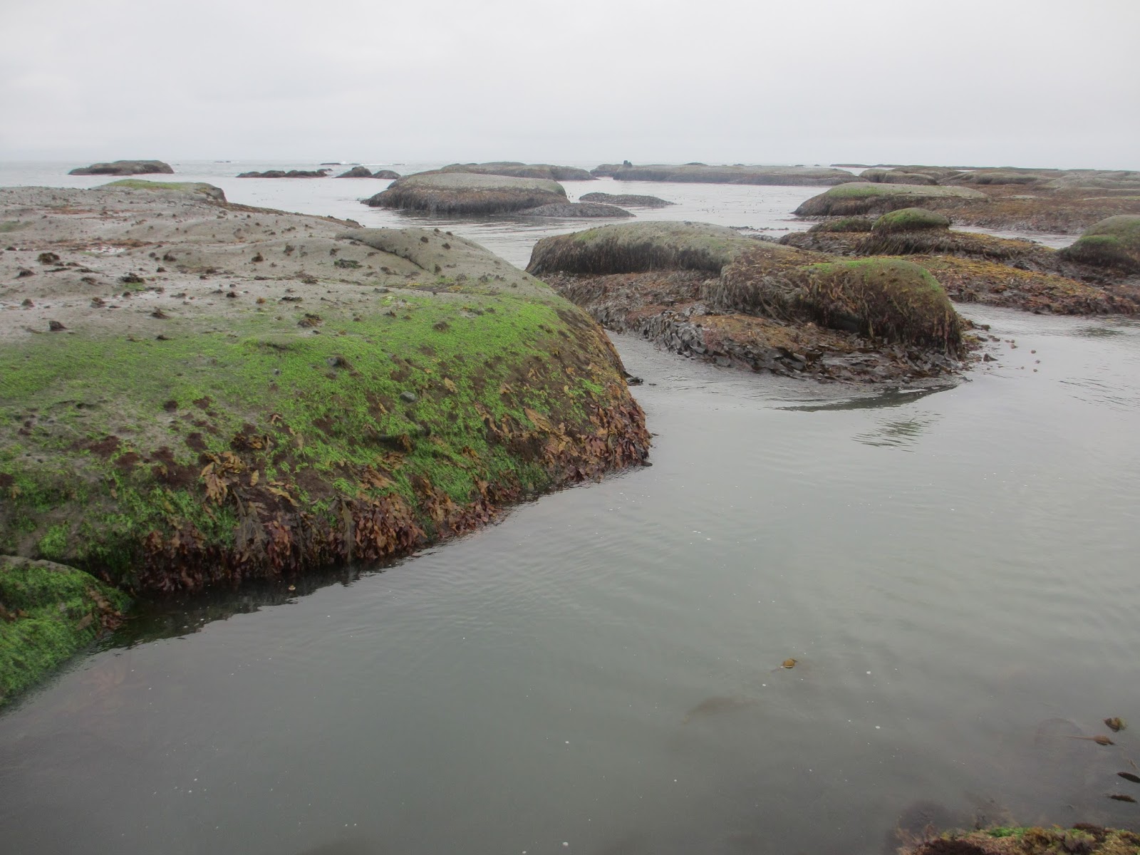 Middleton Island, Gulf of Alaska