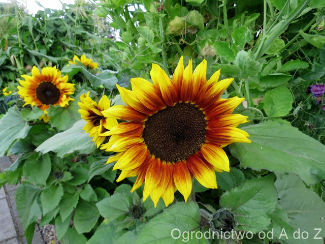 Słonecznik zwyczajny Helianthus annuus