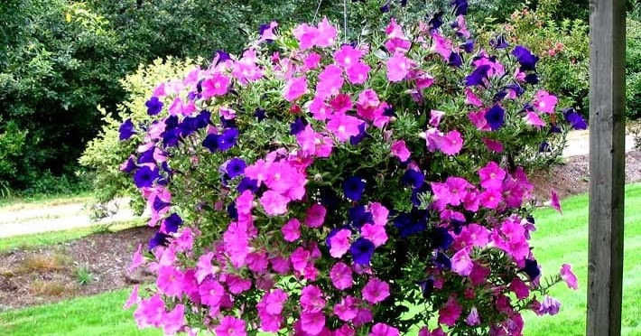 Ayo Berkebun 7 Jenis Bunga Hias Gantung Yang Terbaik