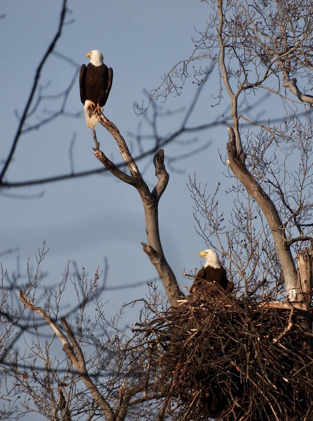Terrierman's Daily Dose Nesting Bald Eagles, Arlington, Virginia