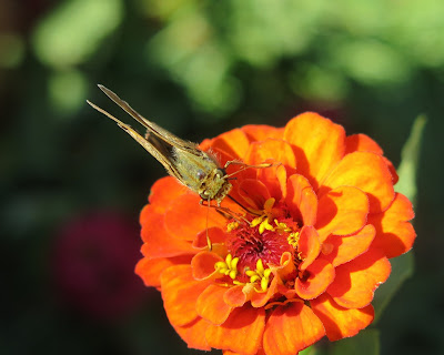 Peck's Skipper, October 17, 2016, 5:55:50 PM