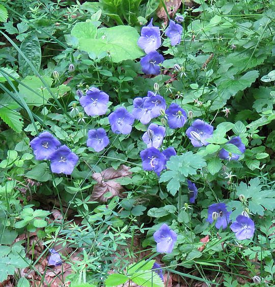 Dzwonek karpacki (Campanula carpatica). Dzwonek karpacki (Campanula carpatica).