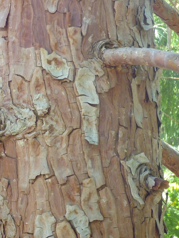 Trailing Ahead Incense cedar (Calocedrus decurrens) of David's Grove