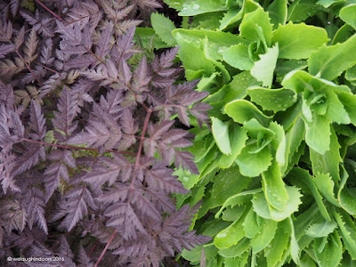 Green and purple foliage by welaughindoors Green and purple foliage by welaughindoors