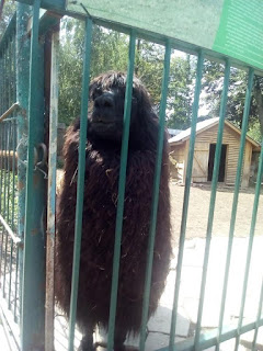 черная альпака в луцком зоопарке