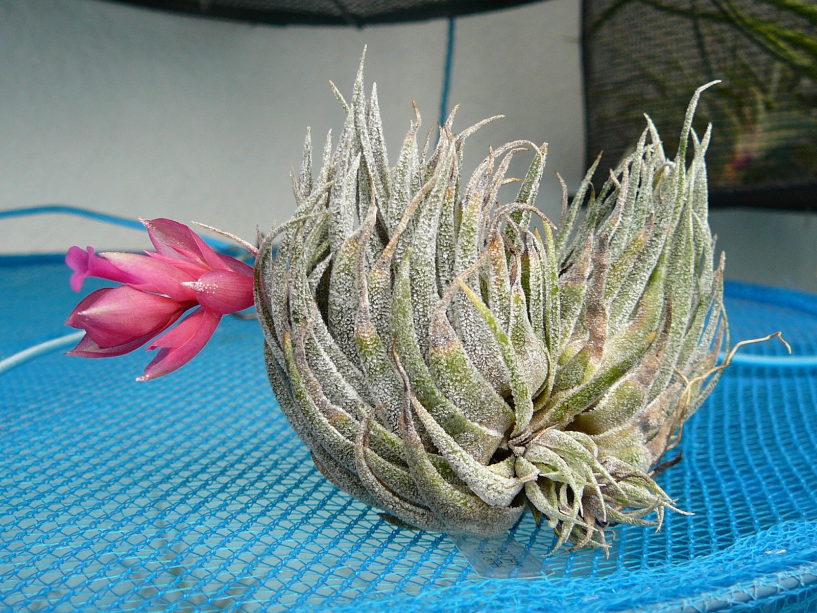 Tillandsia kautskyi クランプ-