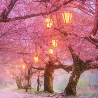 Bigescapegames Cherry Blossom Forest Escape