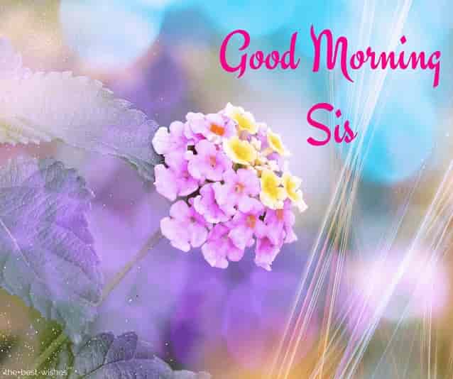 good-morning-sis-with-roses good morning sis with roses