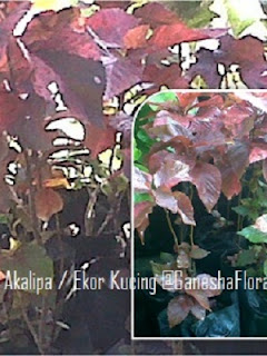 Akalipa Merah Akalipa Merah