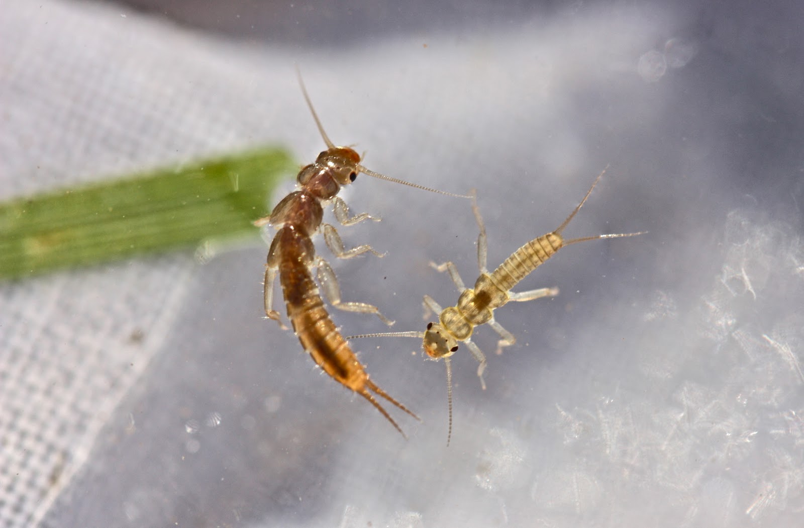 Va Stream Insects Aquatic Insects of Central Virginia: Are They the Best Streams I ...