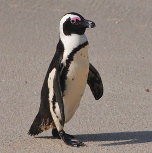 Resultado de imagen de PINGÜINO DEL CABO