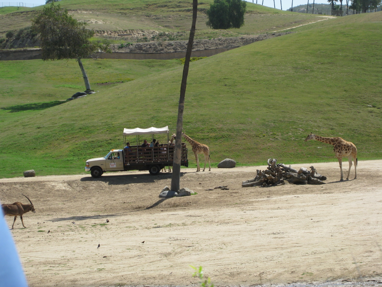 Travels With Marie SAN DIEGO ZOO SAFARI PARK