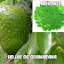 Te de Moringa y Guanabana Propiedades y Beneficos