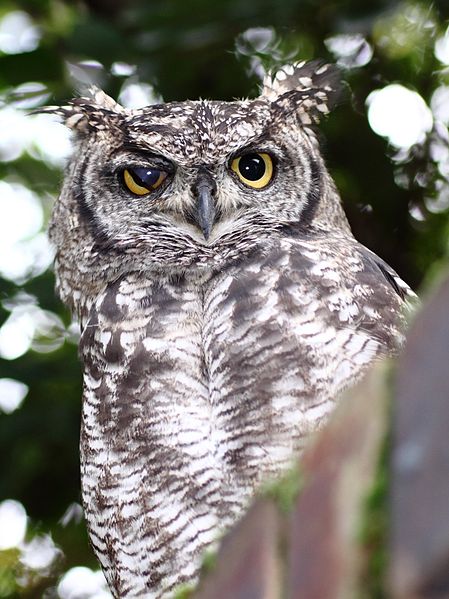 449px-SpottedEagleOwl2539MGEyeLid%255B1%255D