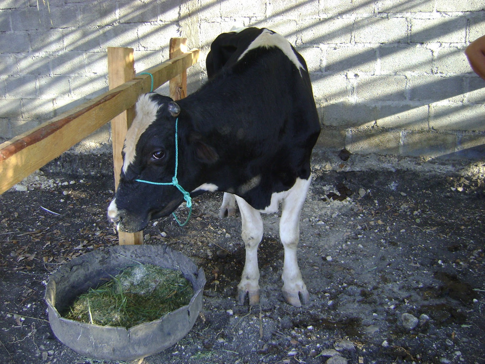 VICTORIA,YORO, HONDURAS. EXPOSICION DE GANADO DE FINCA LA GALERA.