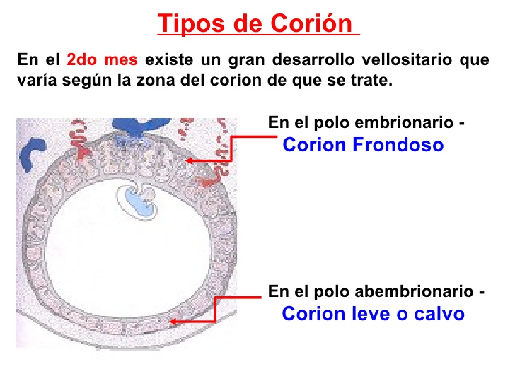 Embriología: Segunda semana del desarrollo