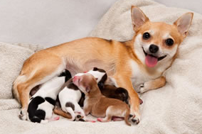 Cara Merawat Anak Anjing Yang Baru Lahir Terlengkap Code Promo