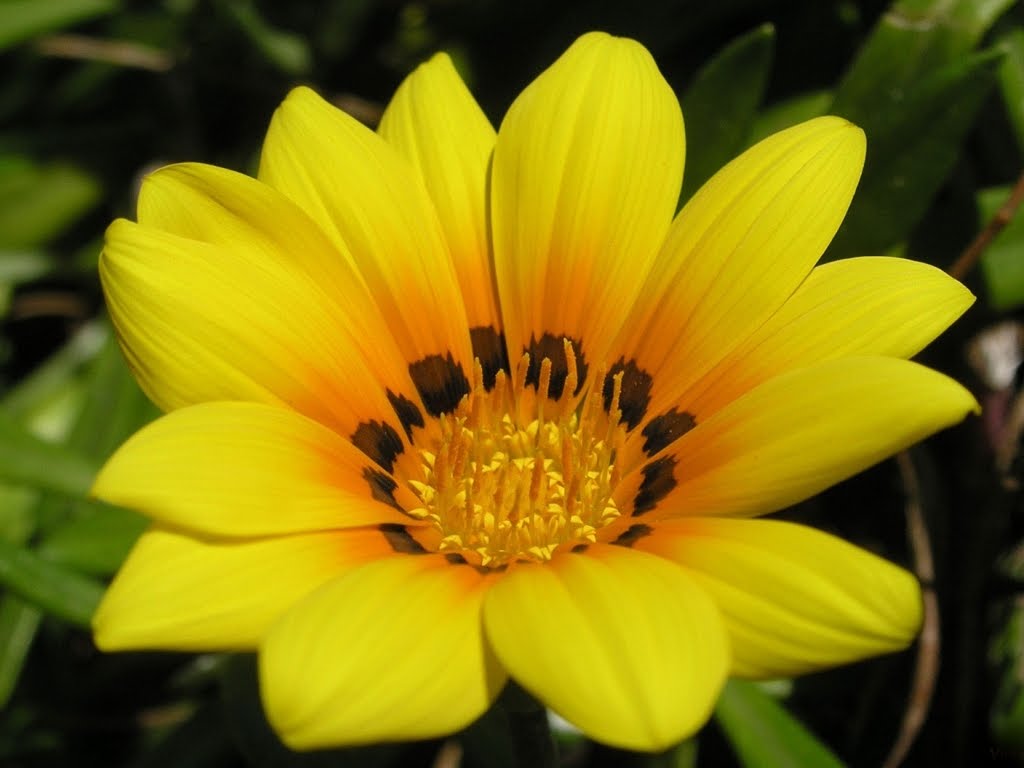 Free Wallpaper: Flower