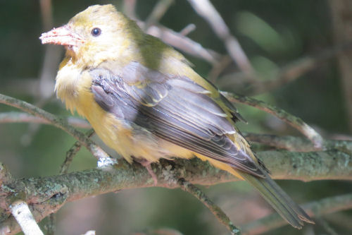 bird