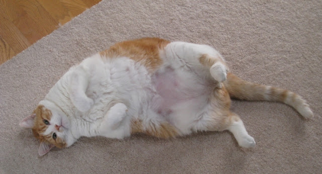 Mačka sa viškom kilograma - Panvet