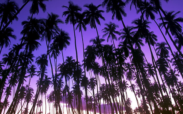 palm grove, hawaii wallpaper