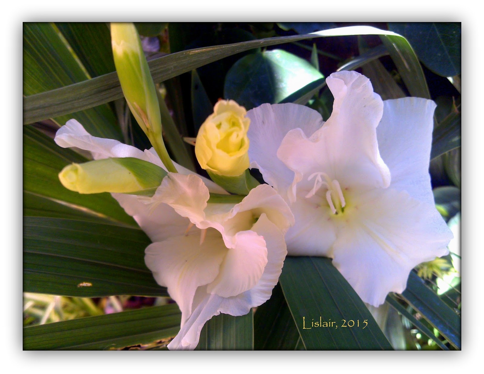 . Lislair.in.art: Palma branca