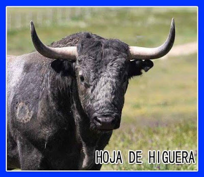 Diferentes razas de toros - Página 5 FB_IMG_1518630681959